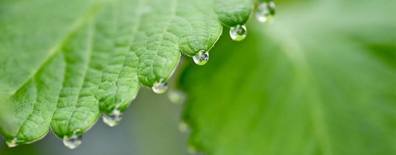 葉についた水滴